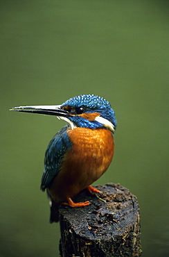 Kingfisher, (Alcedo atthis), NRW, Bielefeld, Germany, Europe