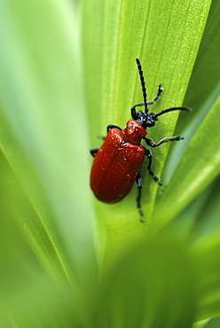 Lily leaf beetle, Lilioceris lilii, Bielefeld, Germany, Europe