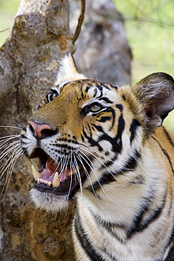 Indian tiger (Bengal tiger) (Panthera tigris tigris), Bandhavgarh National Park, Madhya Pradesh state, India, Asia