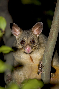 Common brushtail possum (Trichosurus vulpecula), Pebbly Beach, Marramarang National Park, New South Wales, Australia, Pacific