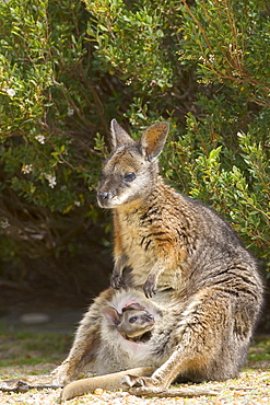 Tammar wallaby (Macropus eugenii), Flinders Chase National Park, Kangaroo Island, South Australia, Australia, Pacific