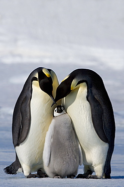 Emperor penguin (Aptenodytes forsteri), Snow Hill Island, Weddell Sea, Antarctica, Polar Regions 