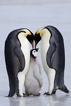 Emperor penguin chick and adulta (Aptenodytes forsteri), Snow Hill Island, Weddell Sea, Antarctica, Polar Regions 