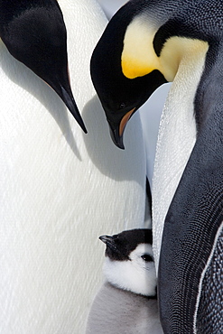 Emperor penguin chick and adults (Aptenodytes forsteri), Snow Hill Island, Weddell Sea, Antarctica, Polar Regions 