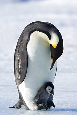 Emperor penguin chick and adult (Aptenodytes forsteri), Snow Hill Island, Weddell Sea, Antarctica, Polar Regions 