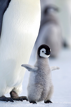Emperor penguin chick (Aptenodytes forsteri), Snow Hill Island, Weddell Sea, Antarctica, Polar Regions 