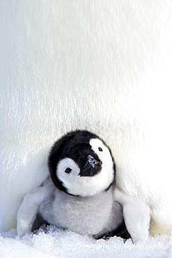 Emperor penguin (Aptenodytes forsteri), chick, Snow Hill Island, Weddell Sea, Antarctica, Polar Regions 