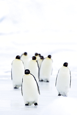 Emperor penguins (Aptenodytes forsteri), Snow Hill Island, Weddell Sea, Antarctica, Polar Regions