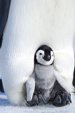 Emperor penguin chick (Aptenodytes forsteri), Snow Hill Island, Weddell Sea, Antarctica, Polar Regions