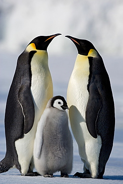 Emperor penguins (Aptenodytes forsteri) and chick, Snow Hill Island, Weddell Sea, Antarctica, Polar Regions