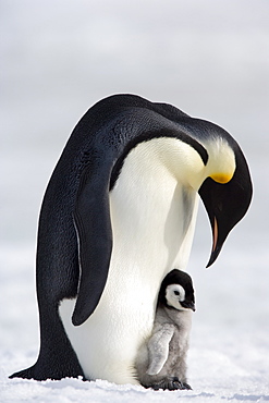 Emperor penguin (Aptenodytes forsteri) and chick, Snow Hill Island, Weddell Sea, Antarctica, Polar Regions