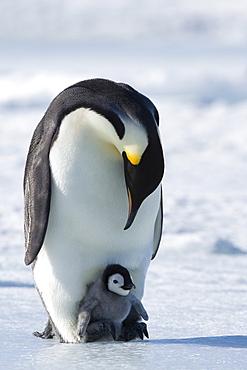 Emperor penguin (Aptenodytes forsteri) and chick, Snow Hill Island, Weddell Sea, Antarctica, Polar Regions