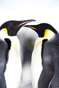 Emperor penguins (Aptenodytes forsteri), Snow Hill Island, Weddell Sea, Antarctica, Polar Regions