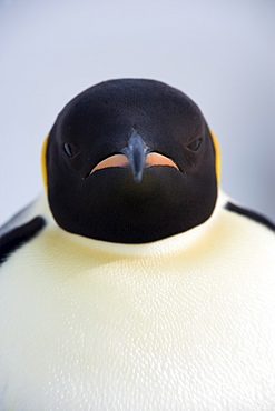 Emperor penguin (Aptenodytes forsteri), Snow Hill Island, Weddell Sea, Antarctica, Polar Regions