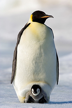Emperor penguin (Aptenodytes forsteri) and chick, Snow Hill Island, Weddell Sea, Antarctica, Polar Regions