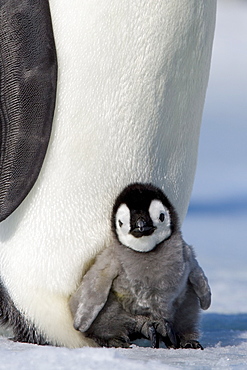 Emperor penguin chick (Aptenodytes forsteri), Snow Hill Island, Weddell Sea, Antarctica, Polar Regions