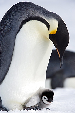 Emperor penguin (Aptenodytes forsteri) and chick, Snow Hill Island, Weddell Sea, Antarctica, Polar Regions