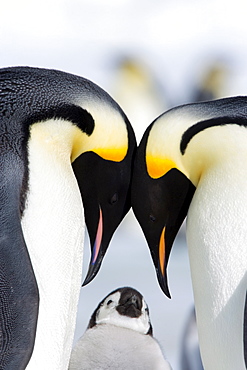 Emperor penguins (Aptenodytes forsteri) and chick, Snow Hill Island, Weddell Sea, Antarctica, Polar Regions