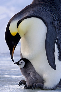 Emperor penguin (Aptenodytes forsteri) and chick, Snow Hill Island, Weddell Sea, Antarctica, Polar Regions