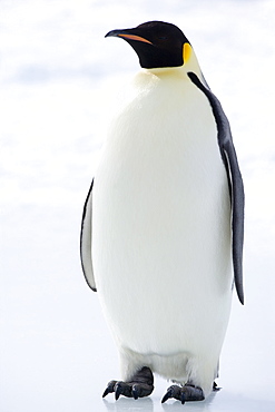 Emperor penguin (Aptenodytes forsteri), Snow Hill Island, Weddell Sea, Antarctica, Polar Regions