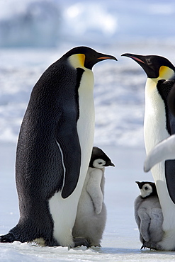 Emperor penguins (Aptenodytes forsteri) and chicks, Snow Hill Island, Weddell Sea, Antarctica, Polar Regions