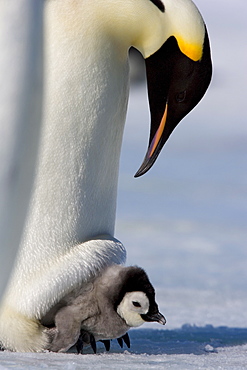 Emperor penguin (Aptenodytes forsteri) and chick, Snow Hill Island, Weddell Sea, Antarctica, Polar Regions