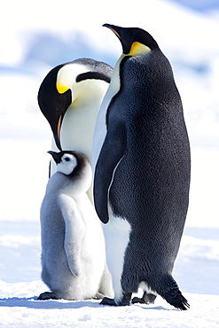 Emperor penguins (Aptenodytes forsteri) and chick, Snow Hill Island, Weddell Sea, Antarctica, Polar Regions