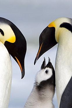 Emperor penguins (Aptenodytes forsteri) and chick, Snow Hill Island, Weddell Sea, Antarctica, Polar Regions