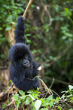 Young mountain gorilla (Gorilla gorilla beringei), Rwanda (Congo border), Africa