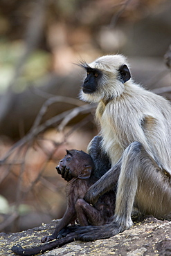 Common langur (Presbytis entellus) with her baby, Bandhavgarh Tiger Reserve, Madhya Pradesh state, India, Asia