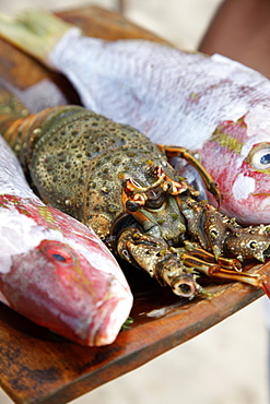 Freshly caught fish, Porto Seguro, Bahia, Brazil, South America 