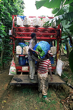 Workers at a banana plantation near Le Francois, Martinique, Lesser Antilles, West Indies, Caribbean, Central America