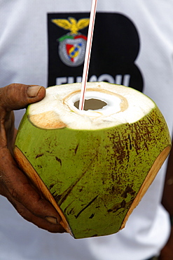 Coconut, Porto de Galinhas, Pernambuco, Brazil, South America