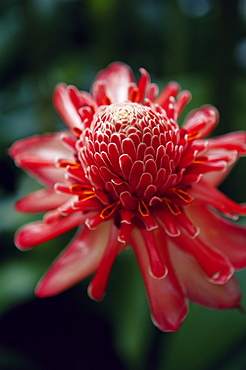 Torch ginger flower, Balata Botanical Gardens near Fort de France, Martinique, Lesser Antilles, French West Indies, Caribbean, Central America