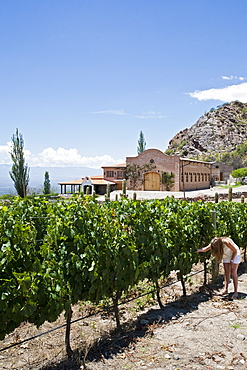 San Pedro de Yacochuya winery in Cafayate, Salta Province, Argentina, South America