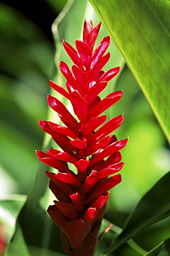 Reine de malaise flower at the Balata Botanical Gardens, near Fort de France, Martinique, Lesser Antilles, West Indies, Caribbean, Central America