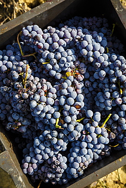 Grapes in a vineyard near Treiso, Langhe, Cuneo district, Piedmont, Italy, Europe