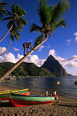 A local man climibing a coconut tree, Soufriere beach, with the Pitons in the background, St. Lucia, Windward Islands, West Indies, Caribbean, Central America