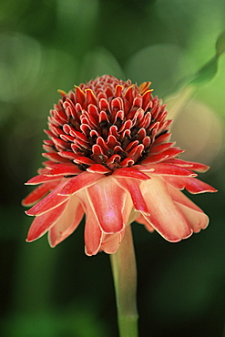 Torch ginger flower, St. Lucia, Windward Islands, West Indies, Caribbean, Central America