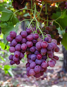 Red Globe grapes at a vineyard, San Joaquin Valley, California, United States of America, North America