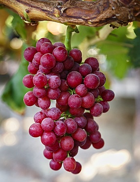 Grapes in San Joaquin valley, California, USA