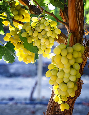 Grapes in San Joaquin Valley, California, United States of America, North America