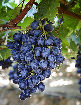 Grapes in San Joaquin Valley, California, United States of America, North America