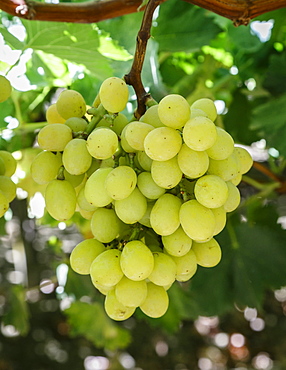 Grapes in San Joaquin Valley, California, United States of America, North America