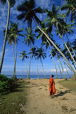 Buddhist monk looking up at palm trees between Unawatuna and Weligama, Sri Lanka, Asia