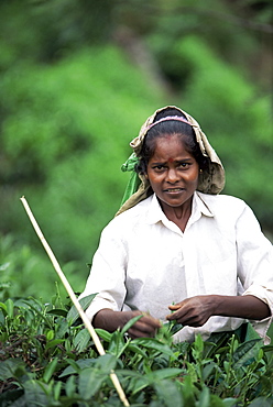 Portrait of a tea plucker, Sri Lanka, Asia