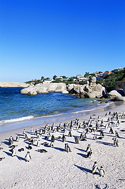 African penguins at Boulder beach in Simon's town, near Cape Town, South Africa, Africa