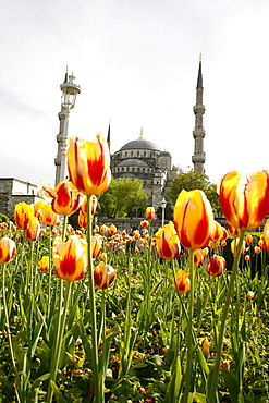 The Blue Mosque (Sultan Ahmet Camii), Istanbul, Turkey, Europe