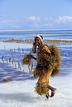 Young woman carrying seaweed from the ocean on her back, Zanzibar, Tanzania, East Africa, Africa