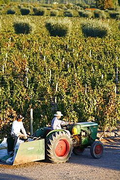 Farmer driving a tractor in Lujan de Cuyo, Mendoza region, Argentina, South America